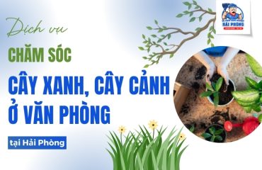 CHAM-SOC-CAY-XANH-CAY-CANH-O-VAN-PHONG-TAI-HAI-PHONG-2