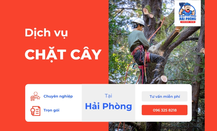 Dịch vụ chặt cây tại Hải Phòng HoangHuyClean là giải pháp an toàn – nhanh chóng – trọn gói cho mọi n...