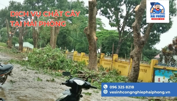Cay-phuong