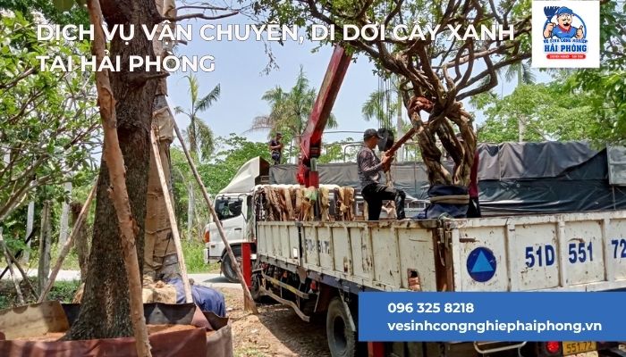 Dich-Vu-van-chuyen-di-doi-cay-xanh-tai-Hai-Phong