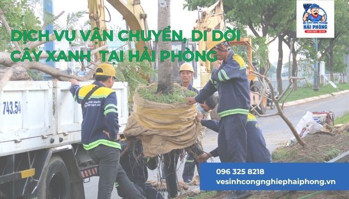 Dich-Vu-van-chuyen-di-doi-cay-xanh-tai-Hai-Phong
