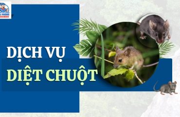 Dich-vu-diet-chuot