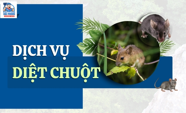 Dich-vu-diet-chuot