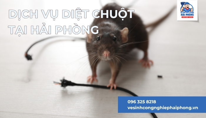 Dich-vu-diet-chuot