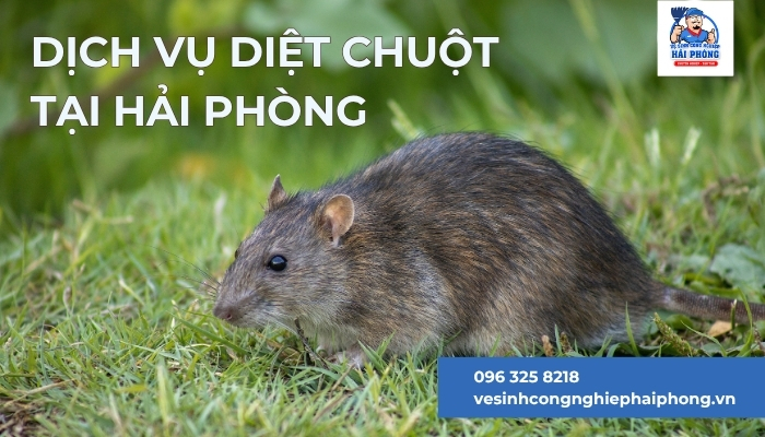 Dich-vu-diet-chuot