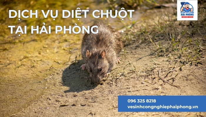 Dich-vu-diet-chuot