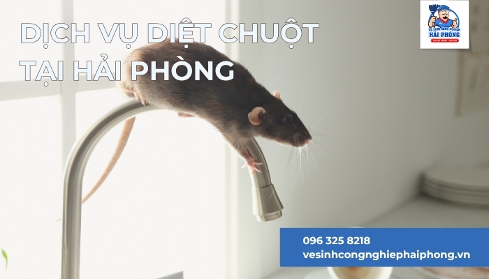 Dich-vu-diet-chuot