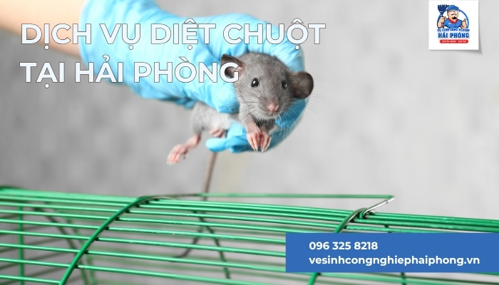 Dich-vu-diet-chuot