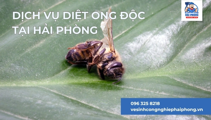 Dich-vu-diet-ong-doc