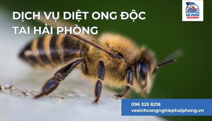 Dich-vu-diet-ong-doc