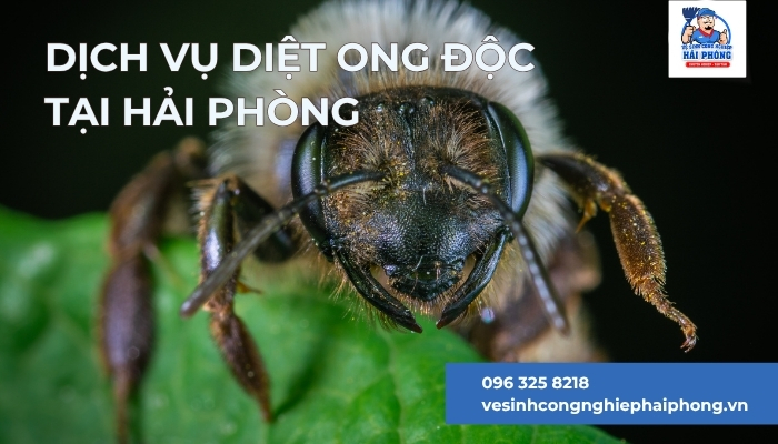 Dich-vu-diet-ong-doc