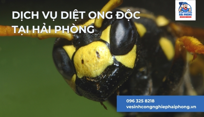 Dich-vu-diet-ong-doc