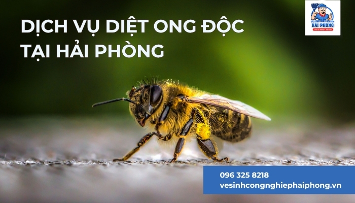 Dich-vu-diet-ong-doc